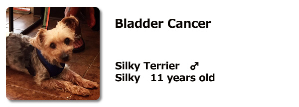 Bladder Cancer Silky Terrier ♂ Silky 11 years old