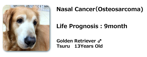 Nasal Cancer Osteosarcoma Golden Retriever 13years Old Tsuru Dr Raymond K Yoza Resonanthealing